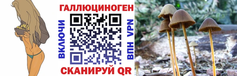 Купить Людиново Псилоцибиновые грибы Psilocybine cubensis